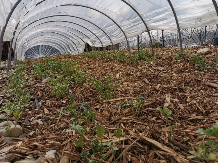 No Tillage and the Benefits