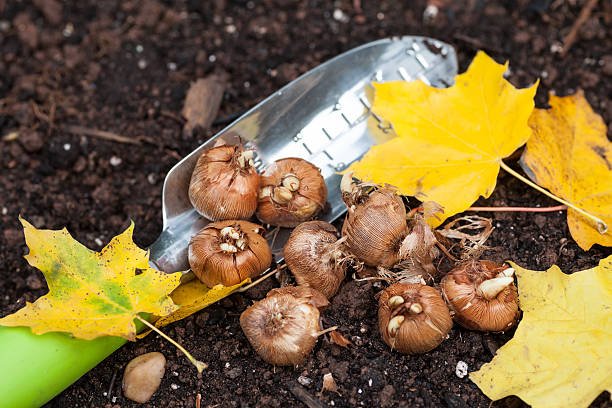 What you can Plant in Fall