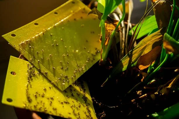 How to Handle Indoor Plant Pests