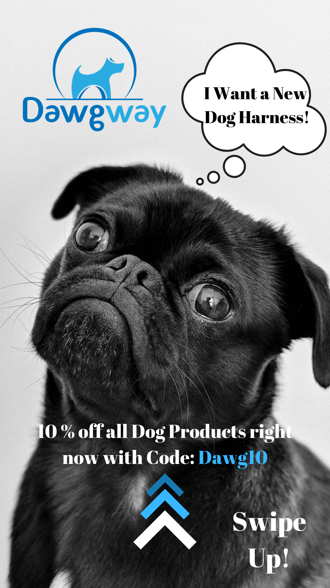 Dog Ad 1.png