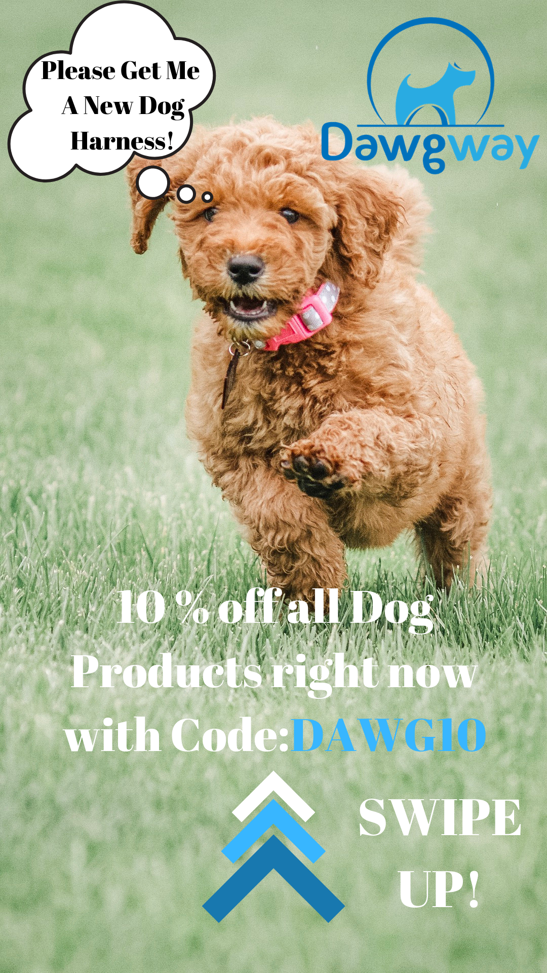 dog ad ad .png