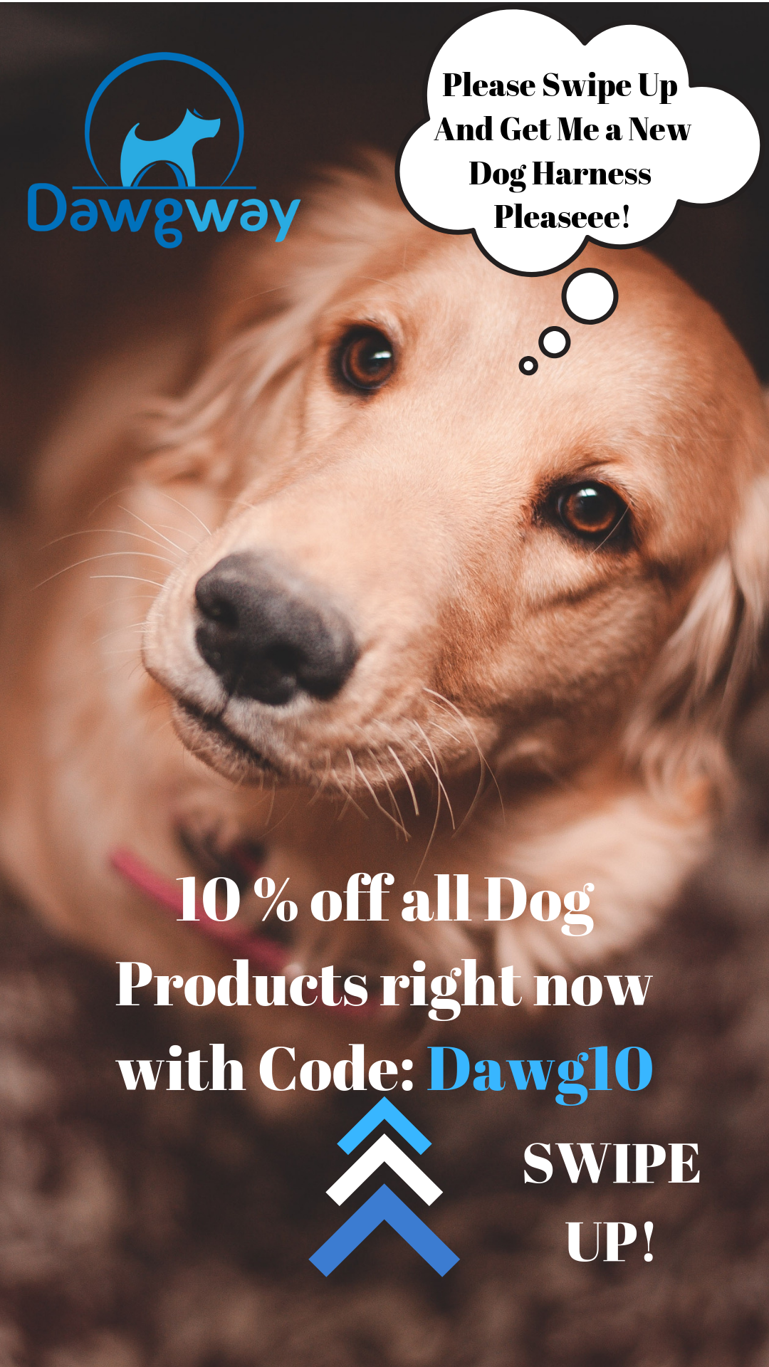 Golden Retriver Ad.png