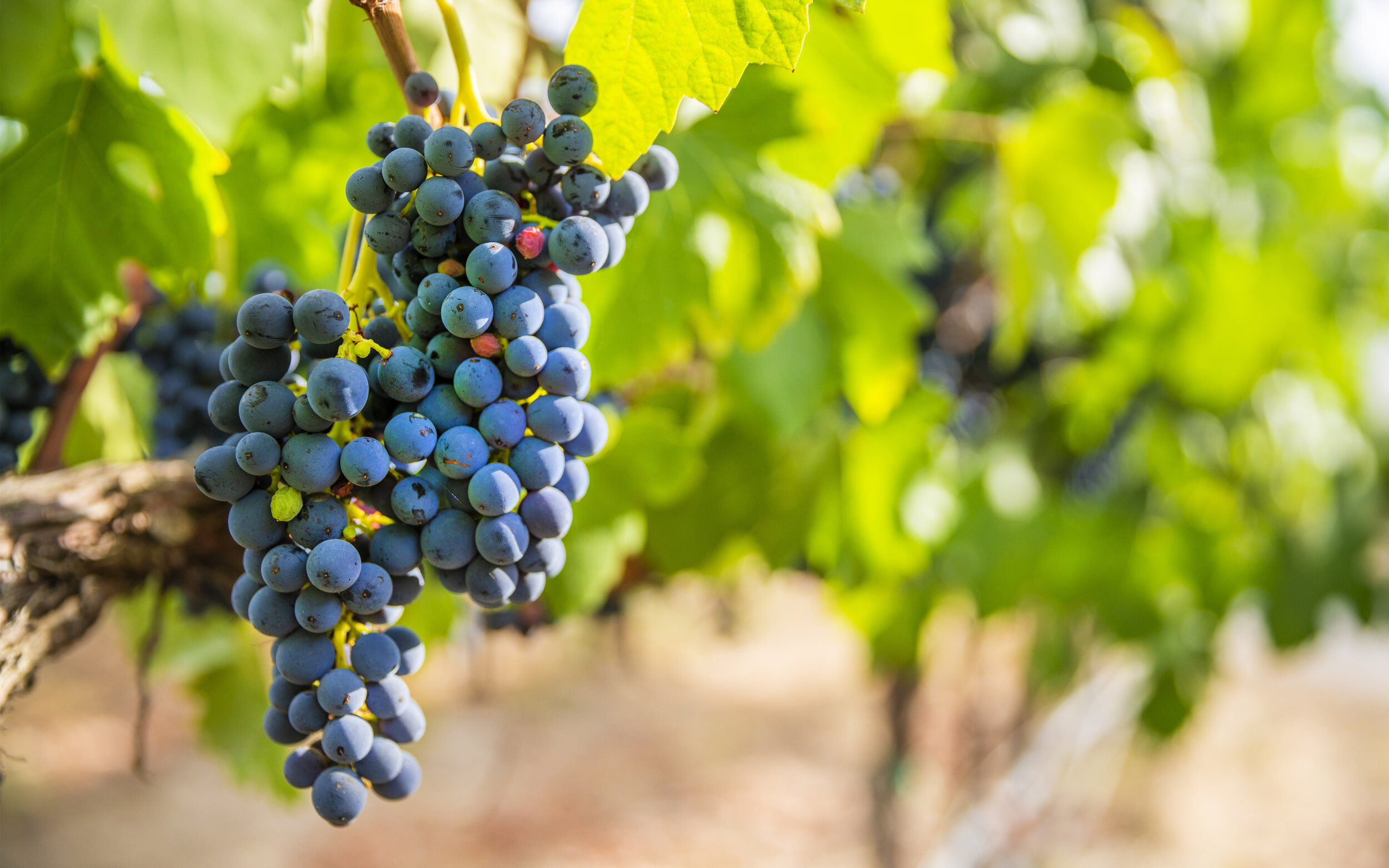 Photo of grapes on the vine in a Mansion Creek Cellars vineyard. 