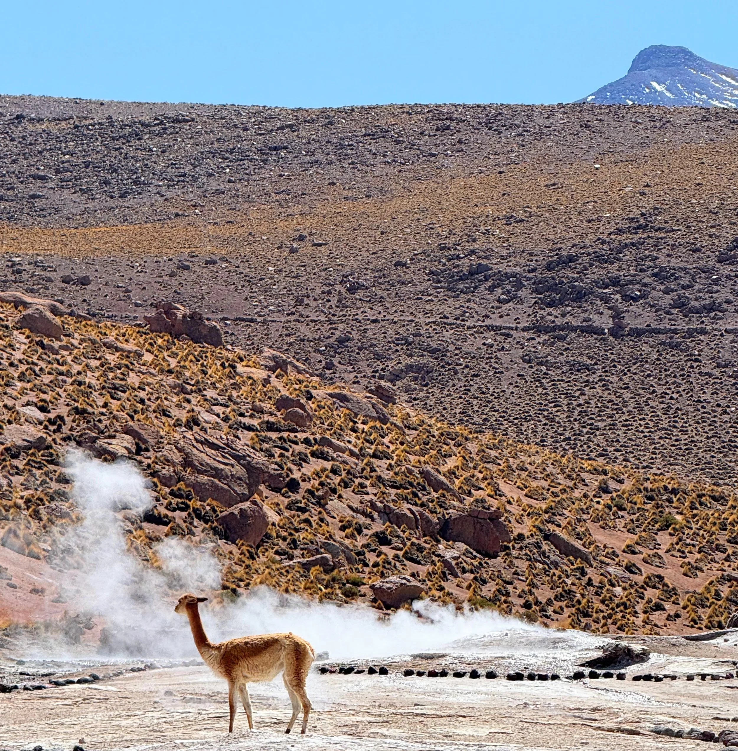 Vicuna living at the geysers, they even drink the highly sulfuric water