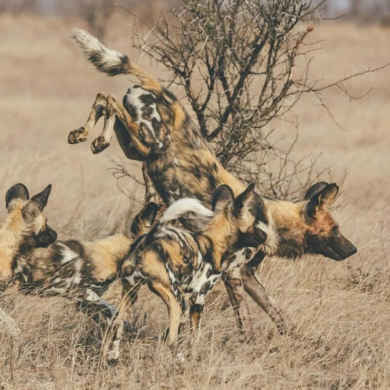 Wild-Dogs-Kyle-Kingsley-1-800x800 (1).jpg