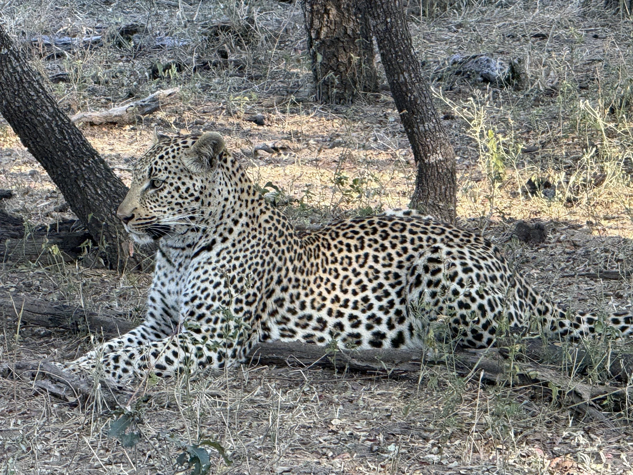 Londo cheetah.JPG