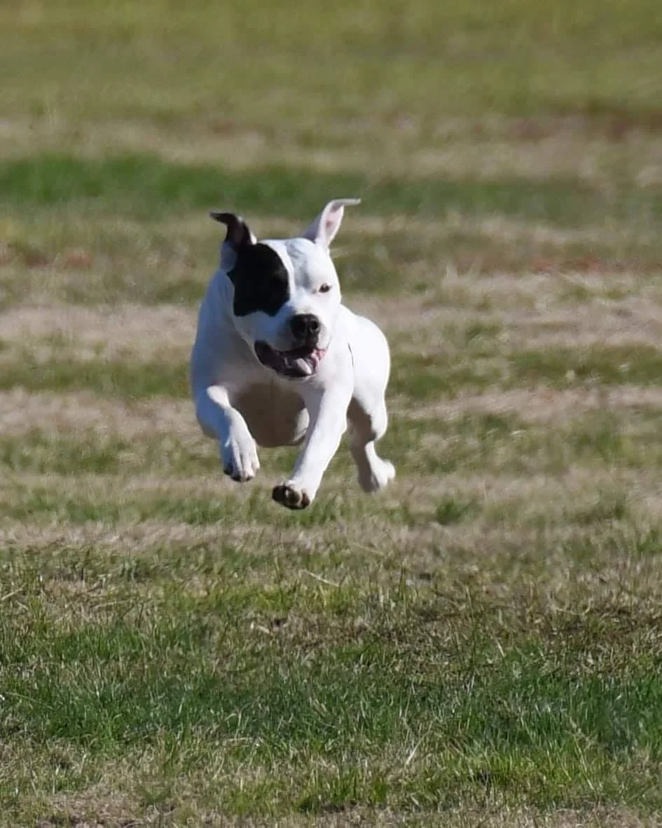 Zaliamstaff 2019 Results