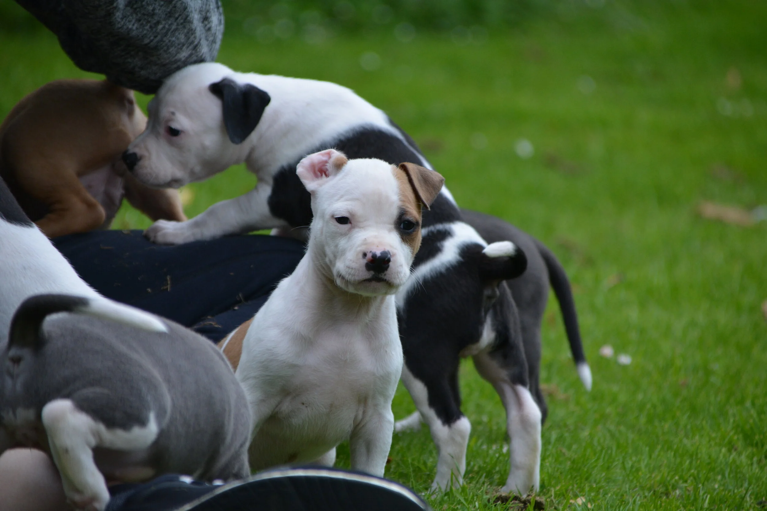 Bringing Your Amstaff Puppy Home