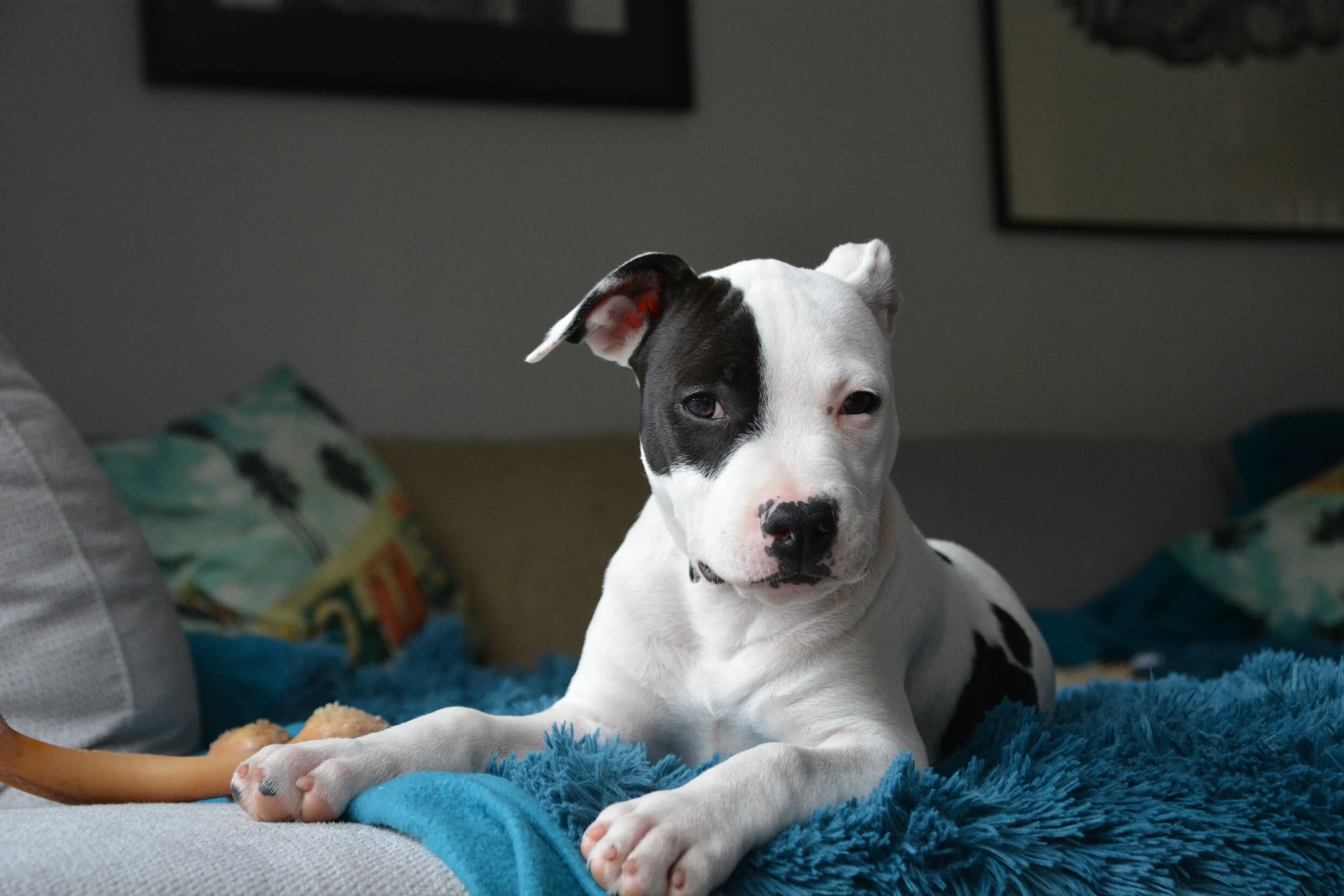 American Staffordshire Terrier Puppy Essentials Checklist