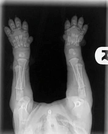 Growth Plates In Puppies