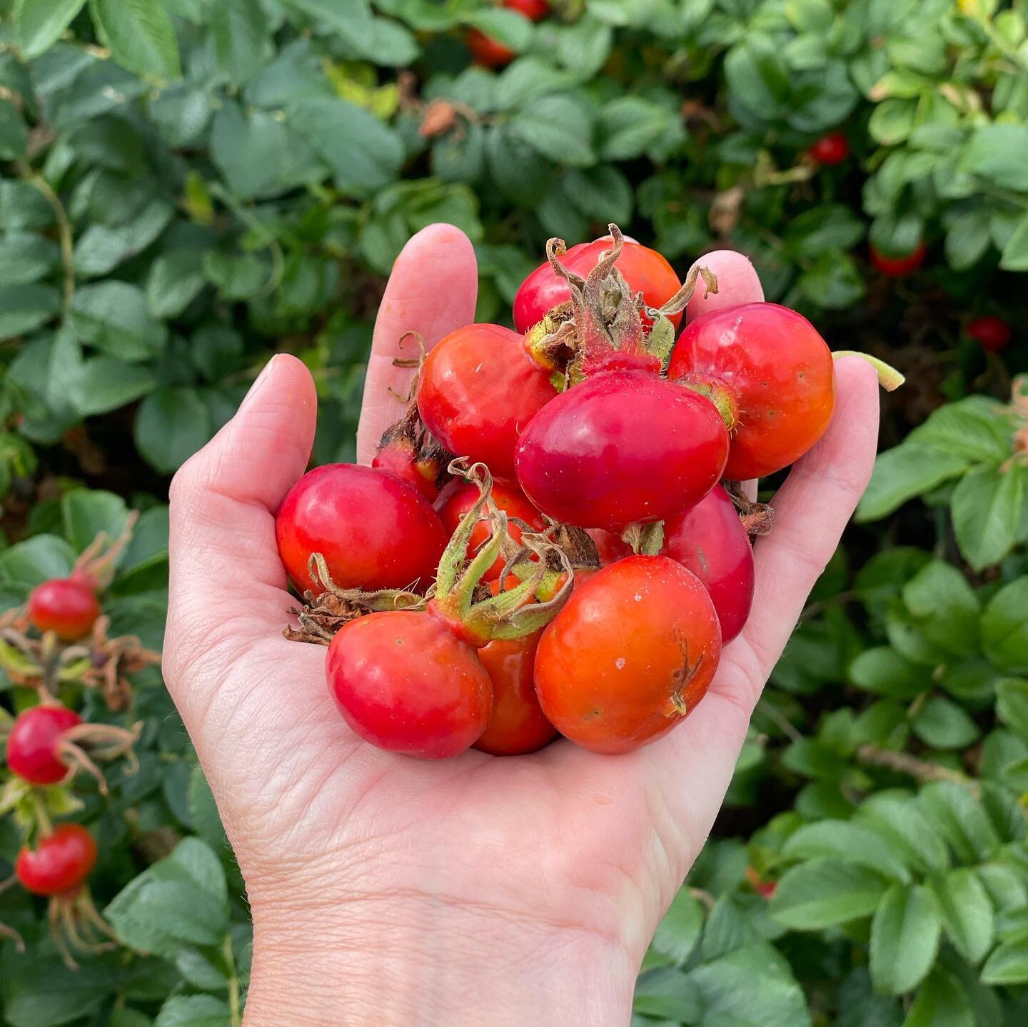 Antioxidanter er super vigtige for at sikre en god &aelig;gkvalitet 🥚 

Lige nu og de kommende mange uger bugner naturen med l&aelig;kre b&aelig;r og frugter, som er spr&aelig;ngfyldt med antioxidanter! 

Antioxidanter er molekyler, som kroppen selv