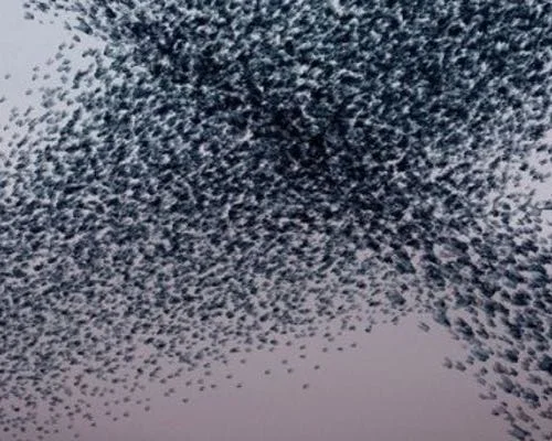 This image shows a flock of birds in the sky flying in one direction