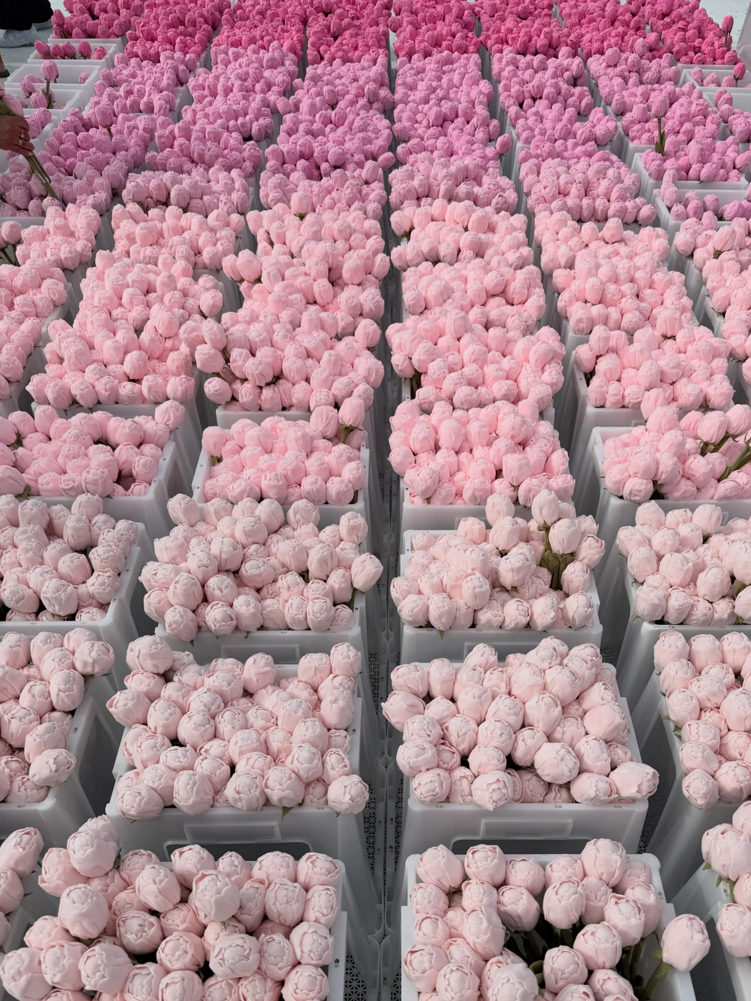 Finally made it to the Sydney Flower Market by @cj_hendry at Royal Botanical Garden. I&rsquo;ve been looking forward to it for months, and it was every bit as joyful as I imagined.

Although I missed out on the Australian natives (I had my eye on the