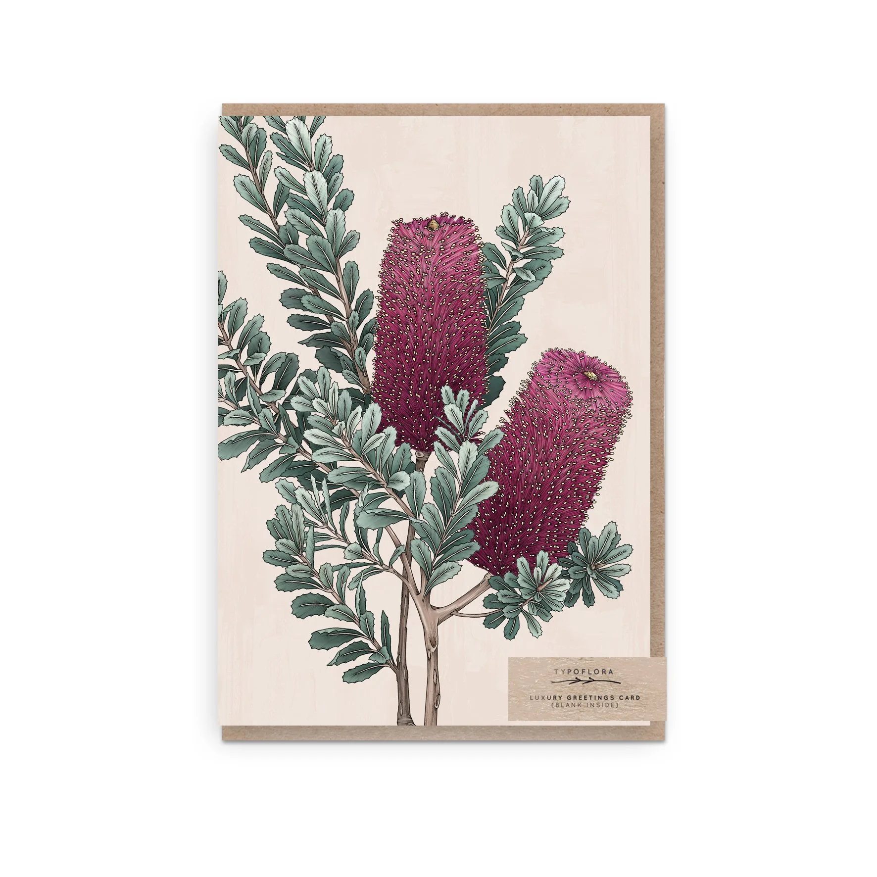 T2652_cut_leaf_banksia_b.jpg