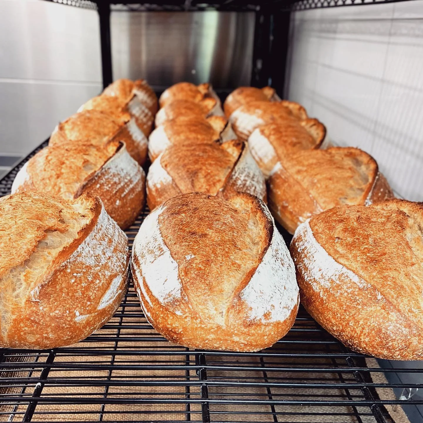 Fresh heritage sourdough loaves in the morning sun
