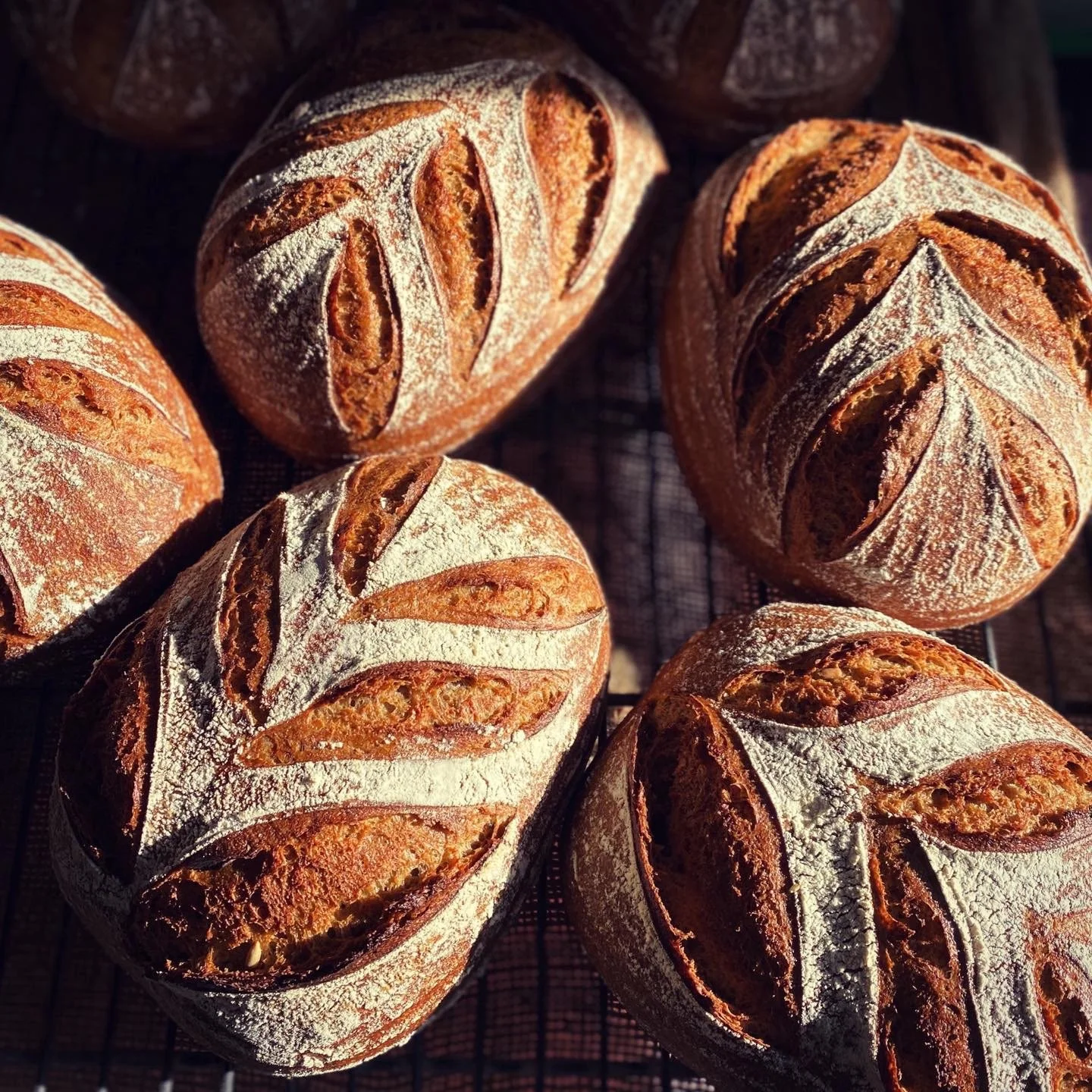 Seasalt Rye & caraway sourdough loaves