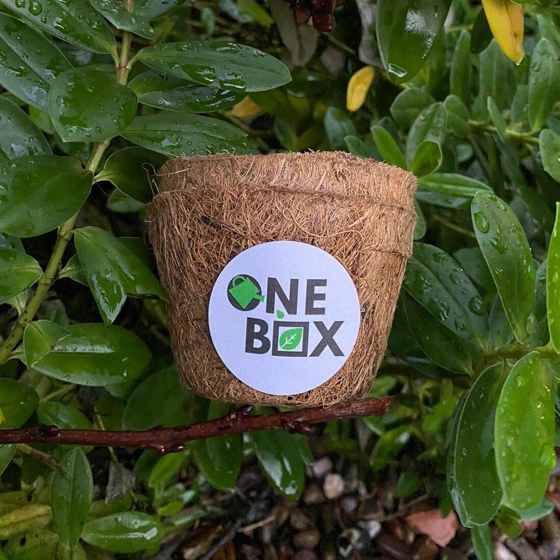 One Box Biodegradable Stickers