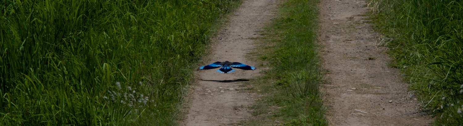 IMG_4828 (1 of 1).jpg