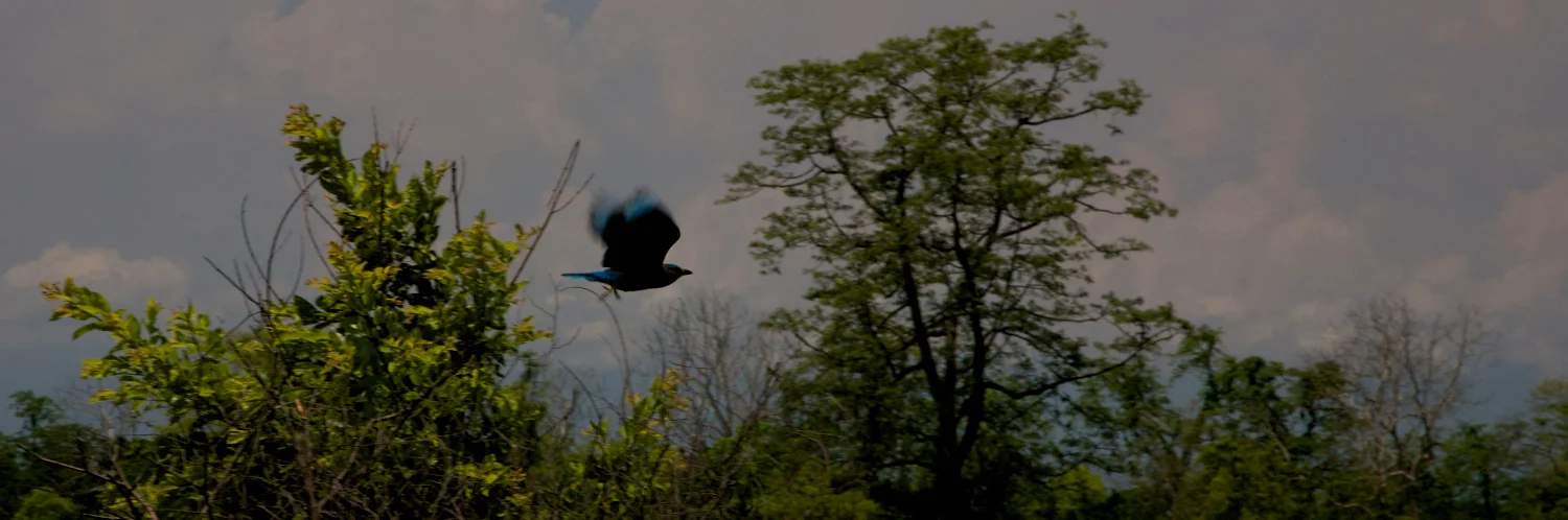 IMG_4836 (1 of 1).jpg