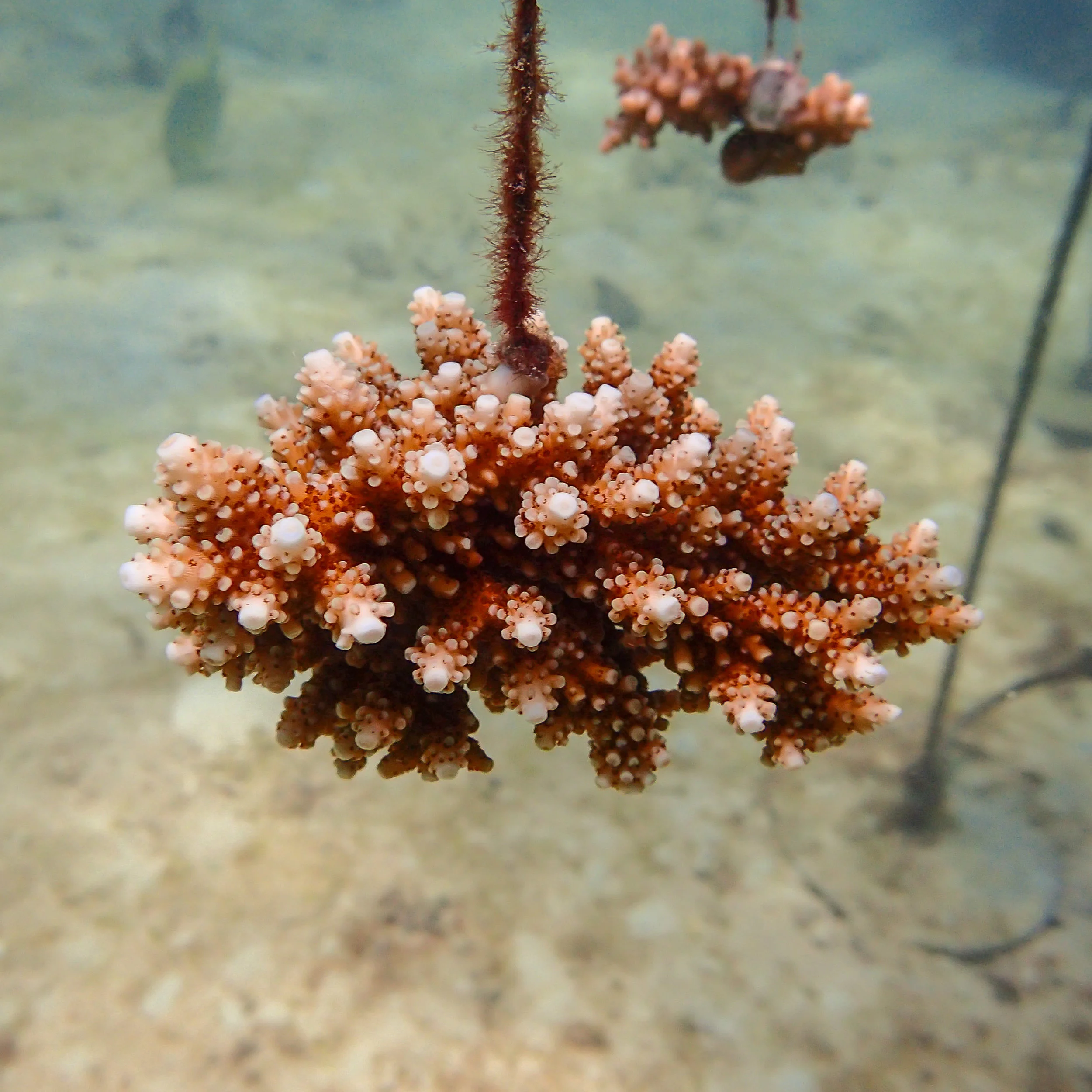 Coral reef restoration in the Seychelles