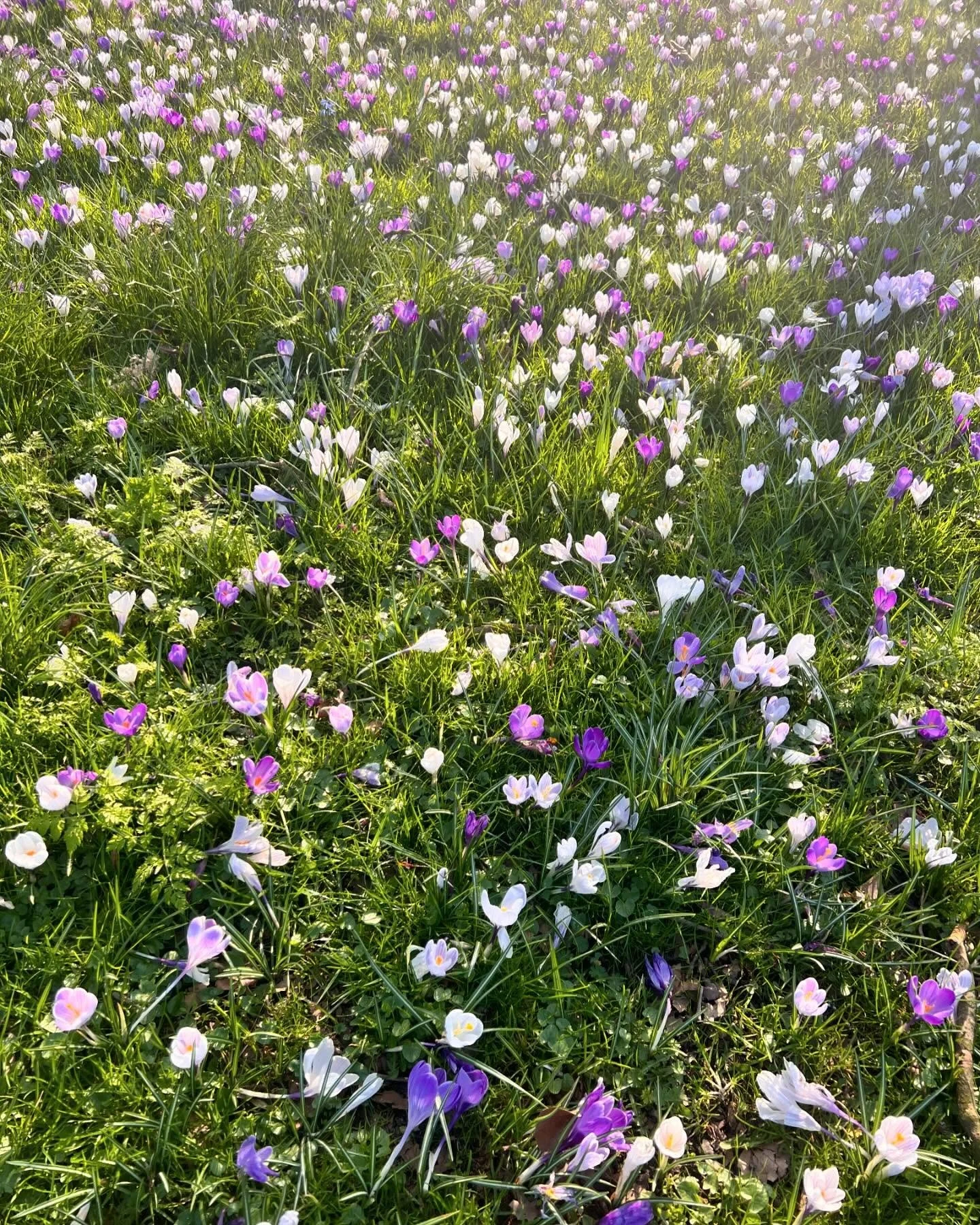 Spring arrived in Holland!!! ❤️