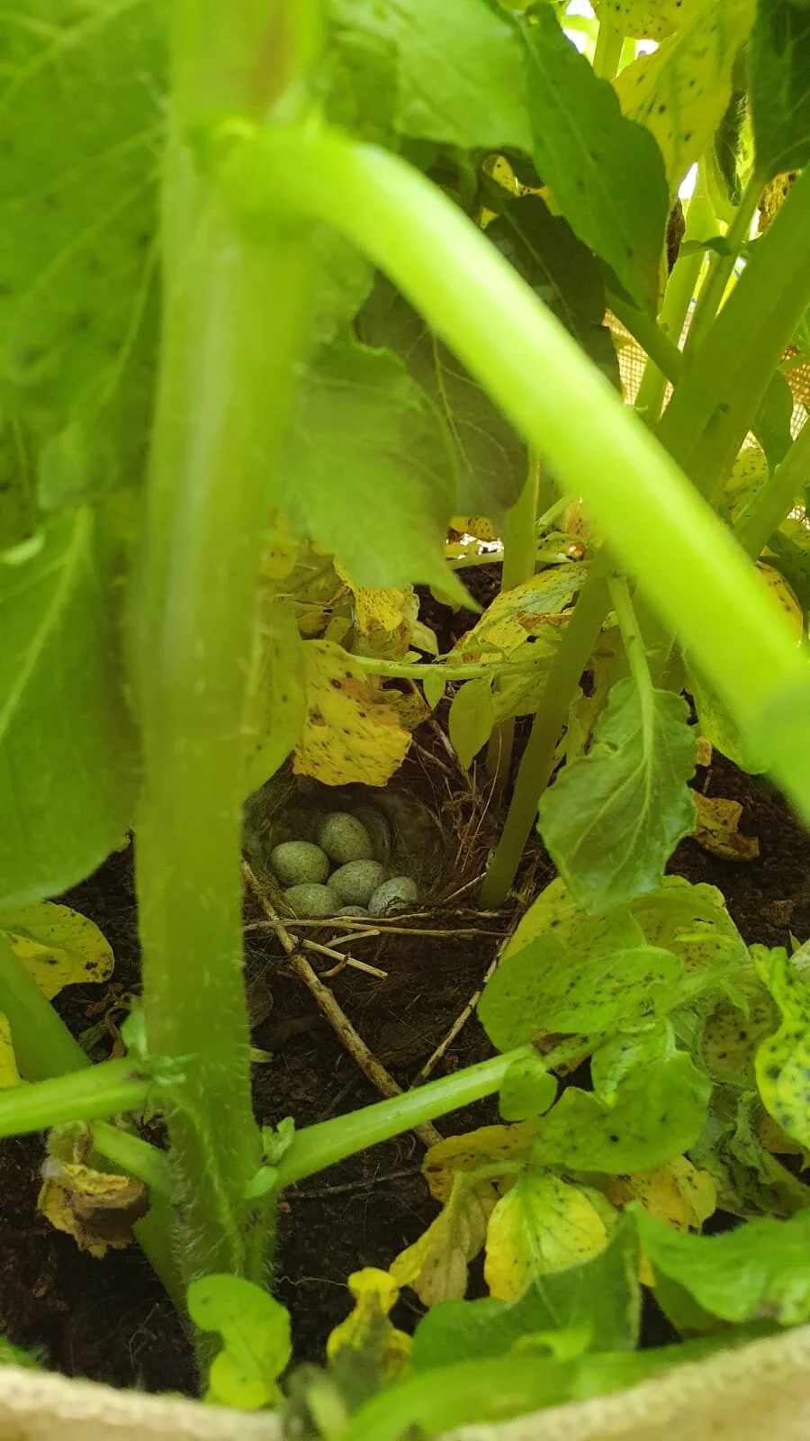 Birdnest 1.jpg