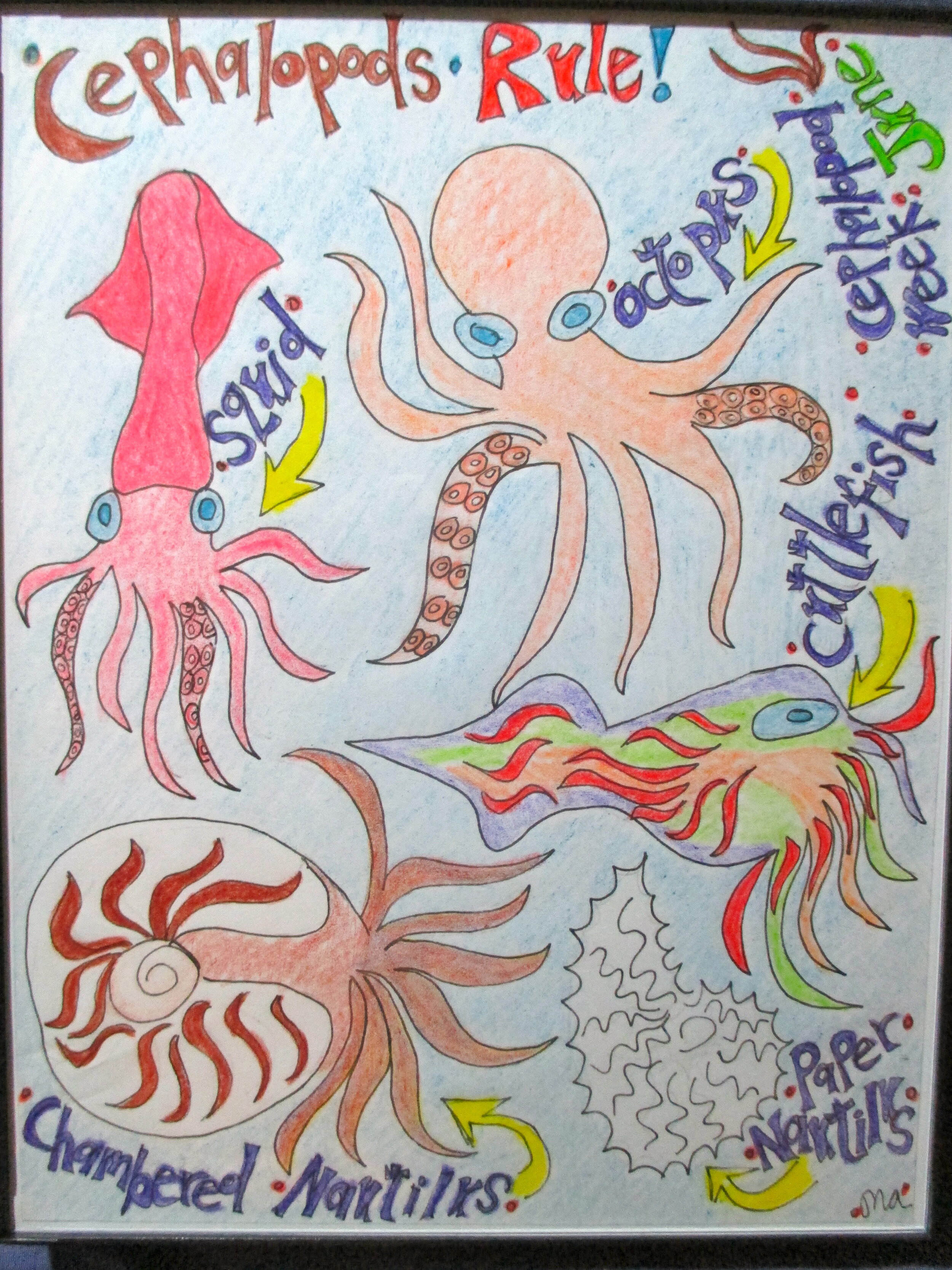 CEPHALOPODS RULE