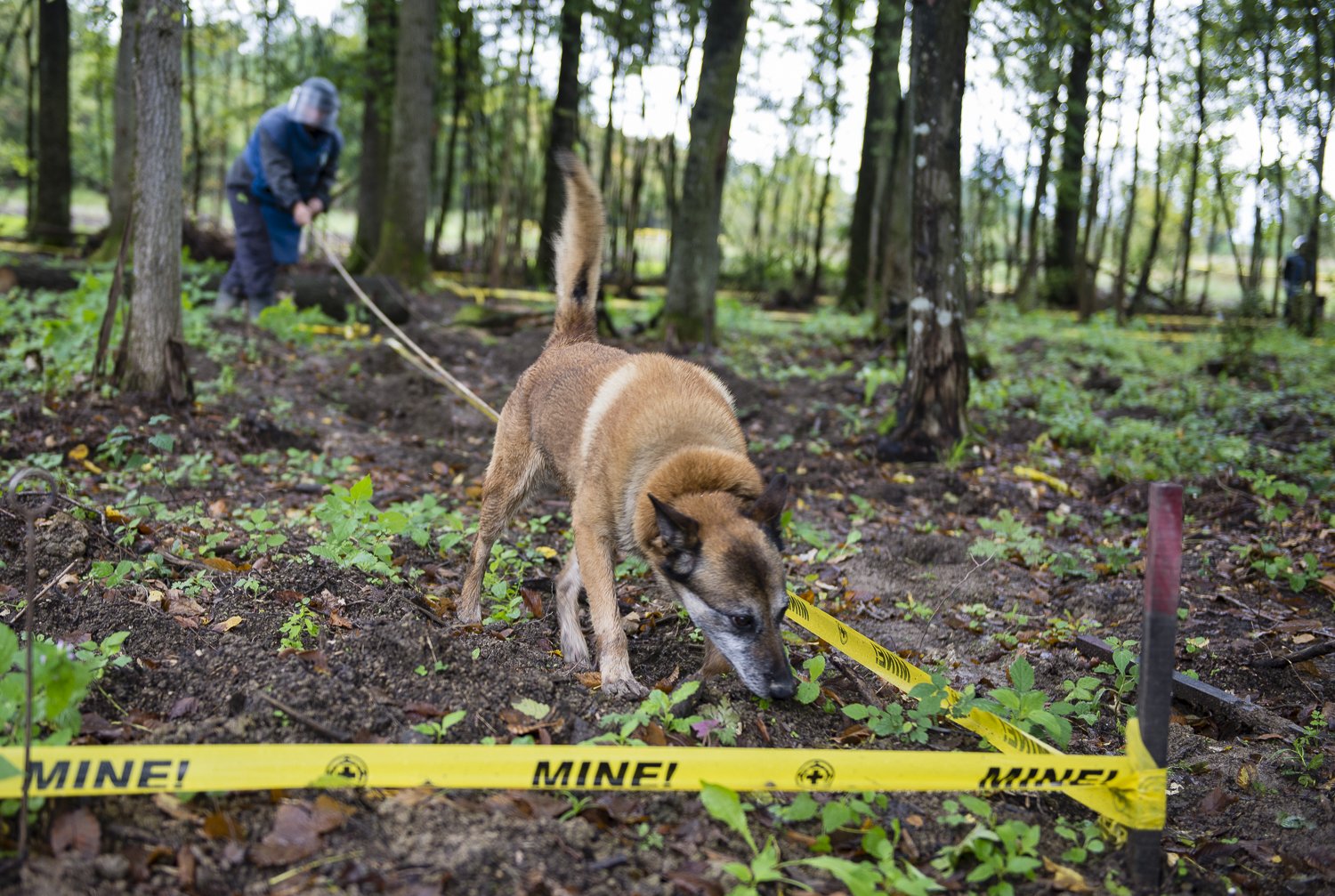 Bomb sniffing dog, Bosnia 2014