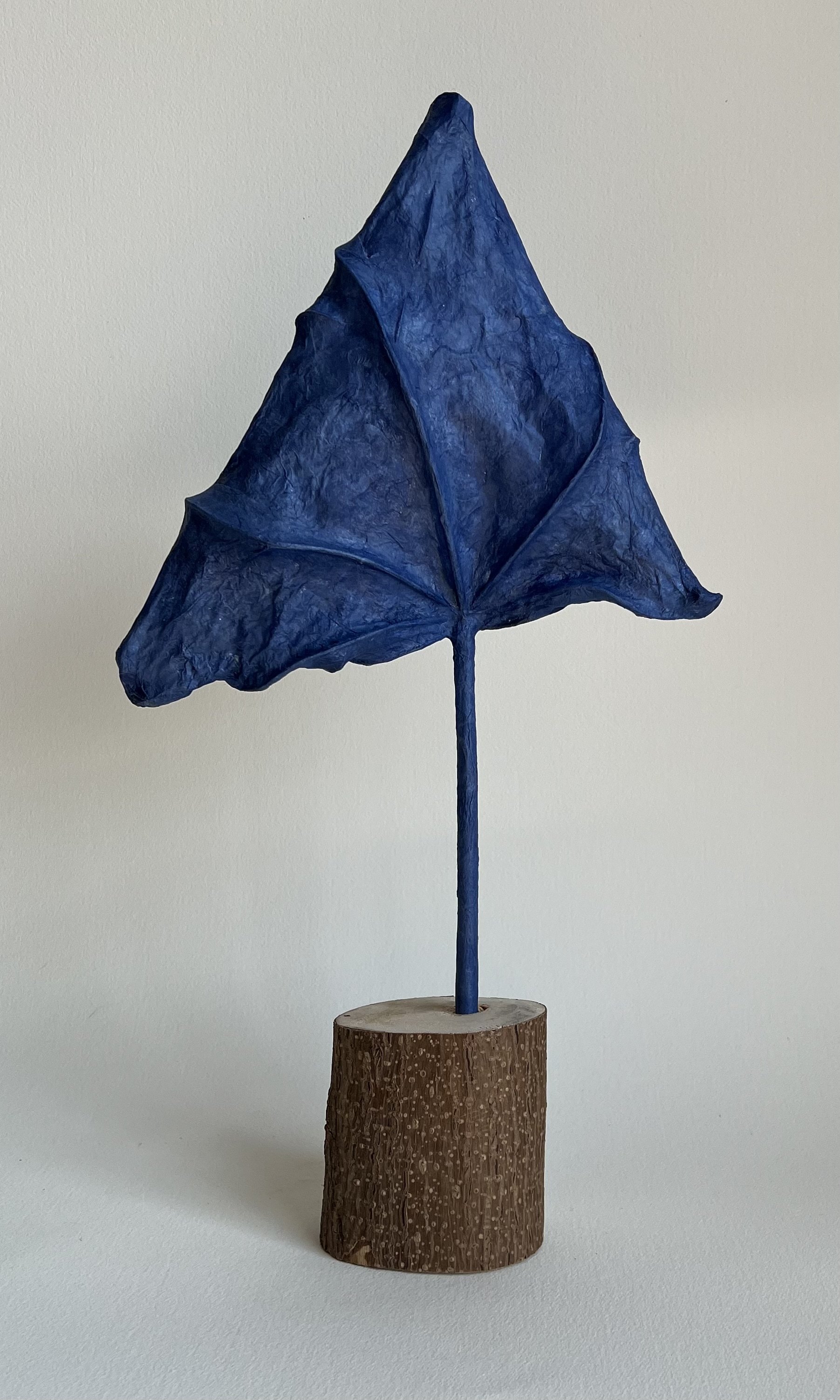 Triangular blue paulownia  leaf with paulownia base