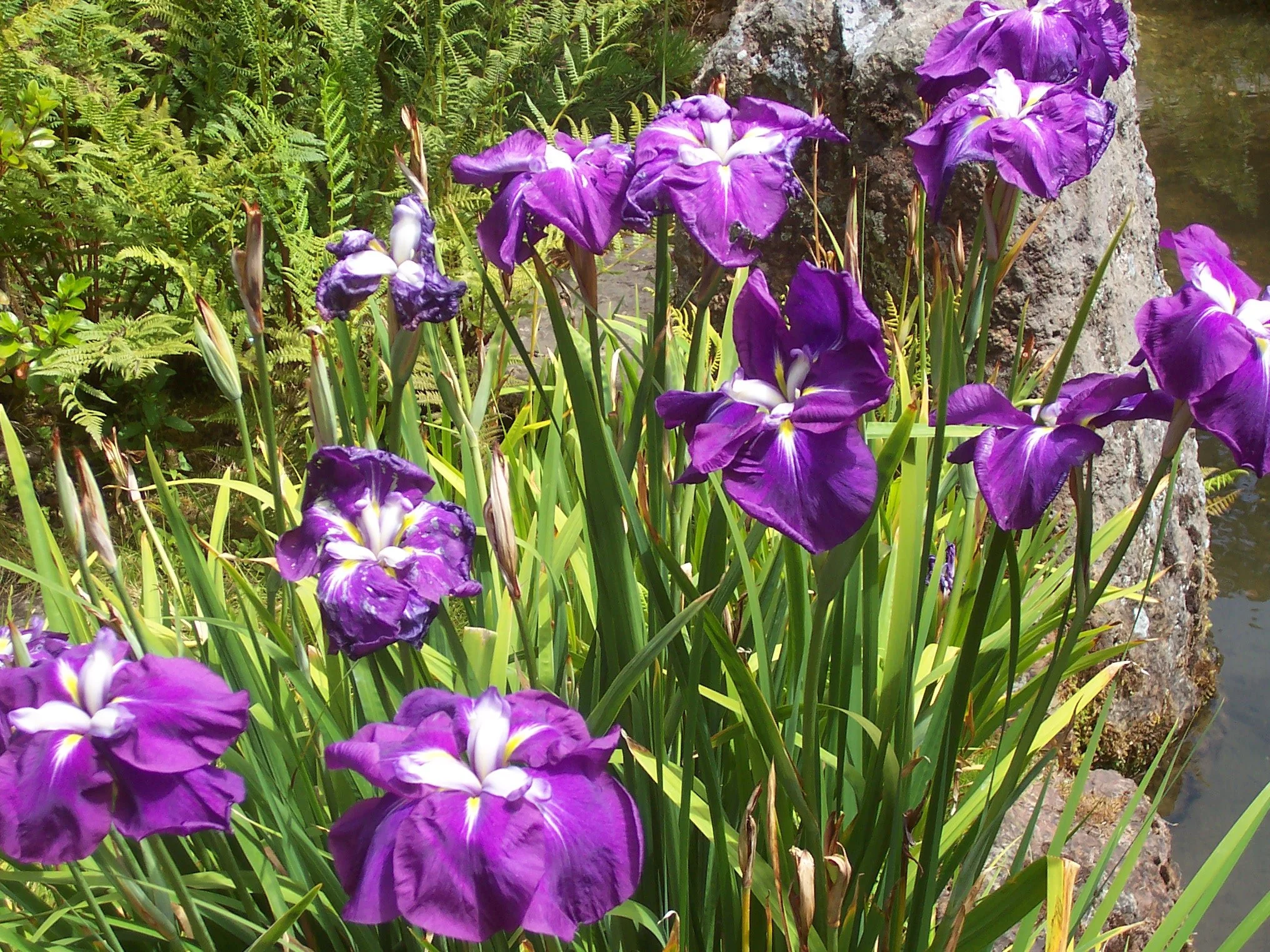 Purple Irises.jpg
