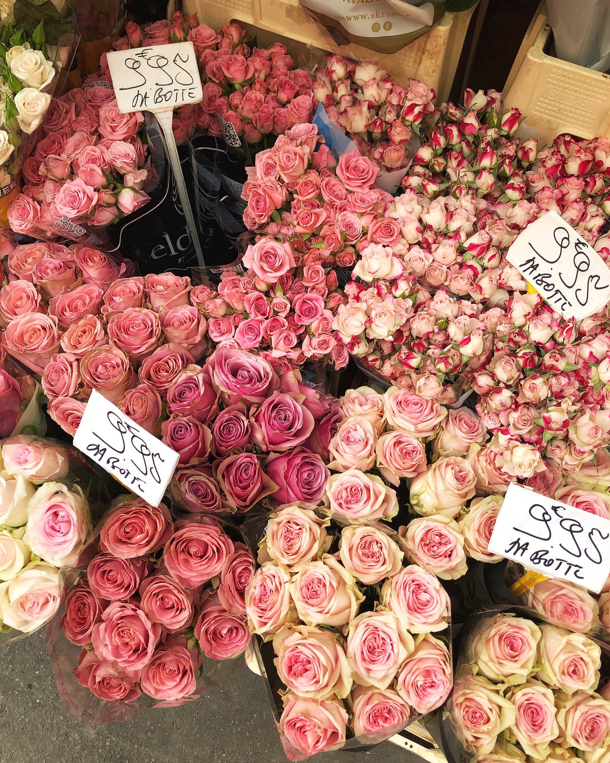 Blush and Bashful, Paris