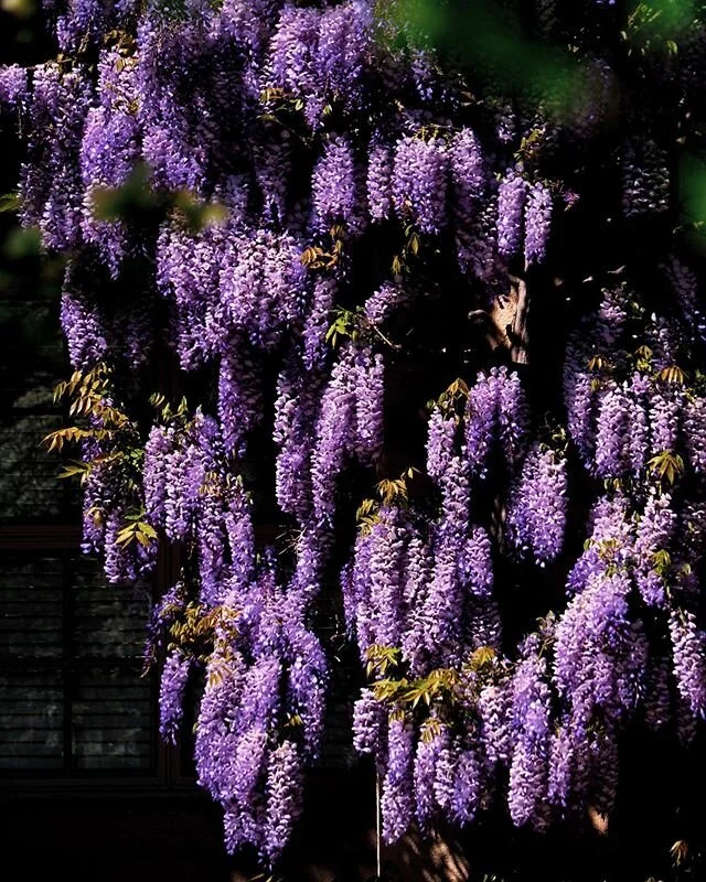 Wisteria hysteria szn