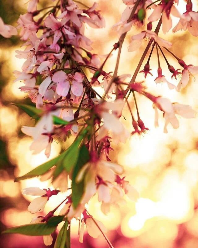 The gold standard. 🌟
(And because I just have a ridiculous amount of blossom photos...) #igdc