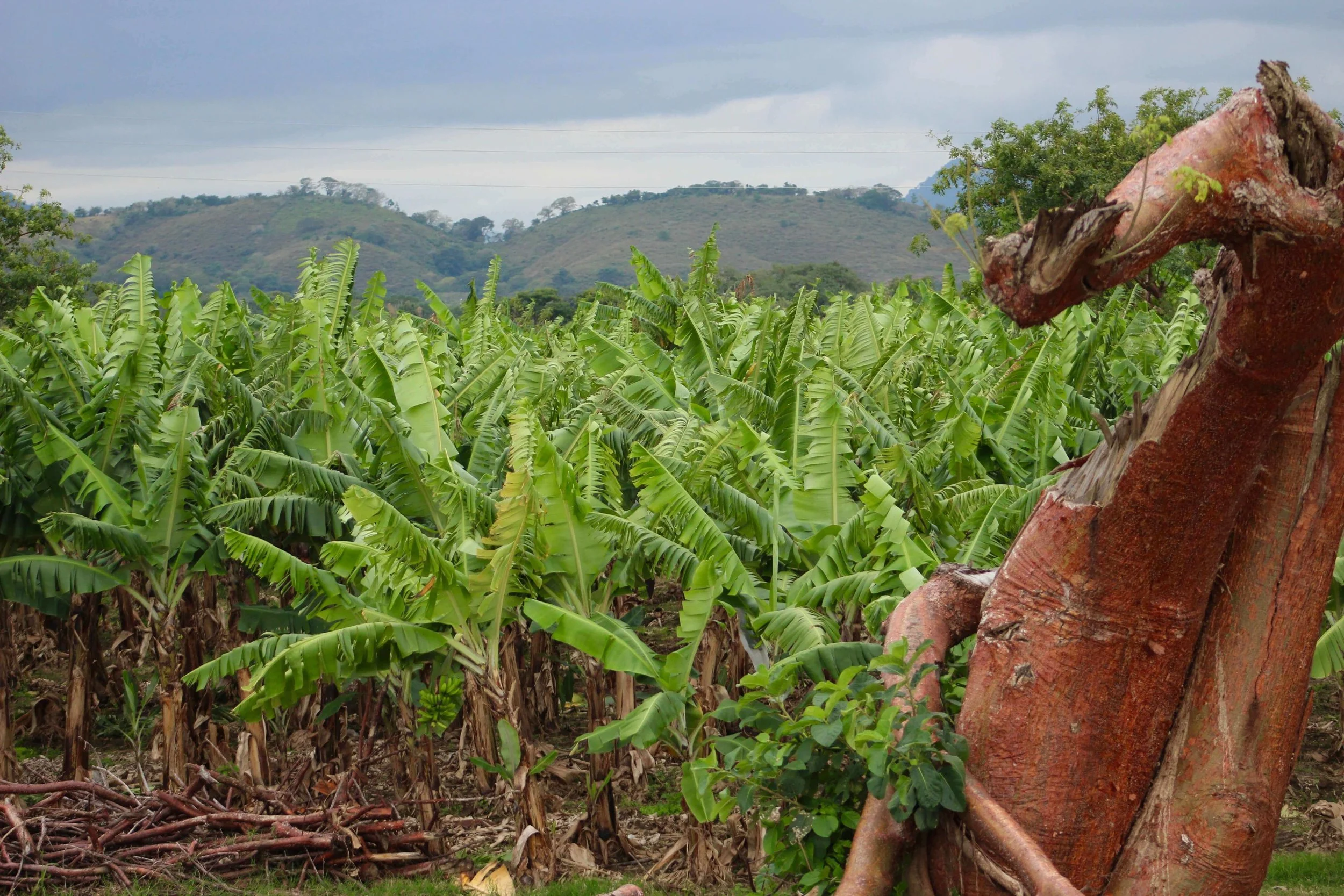 Montréal to Mexico!