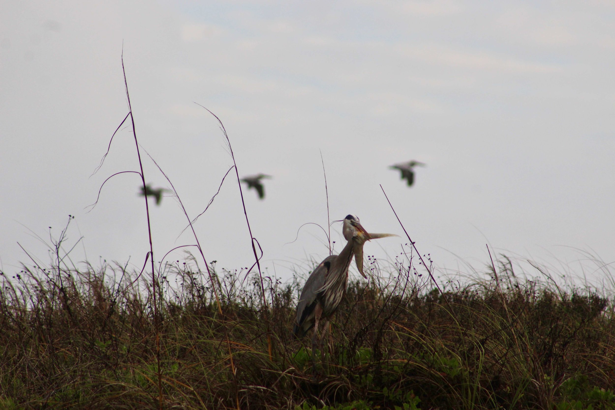 attraper-un-poisson-South_Padre_island.jpeg