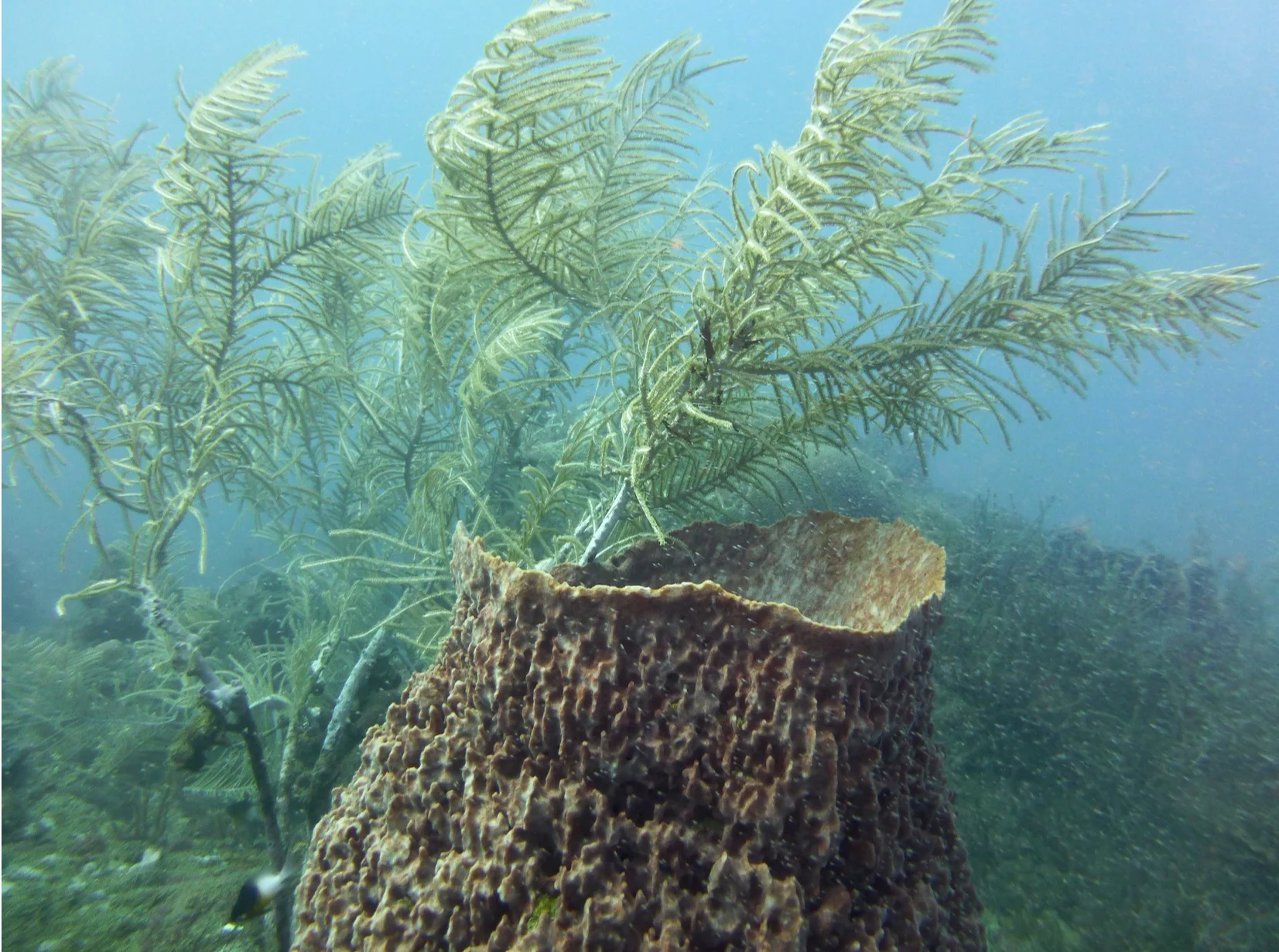 Apprendre la plongée à Taganga