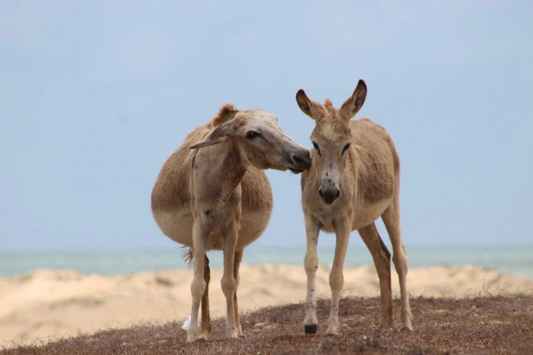 Voyage dans le nordeste du Brésil 