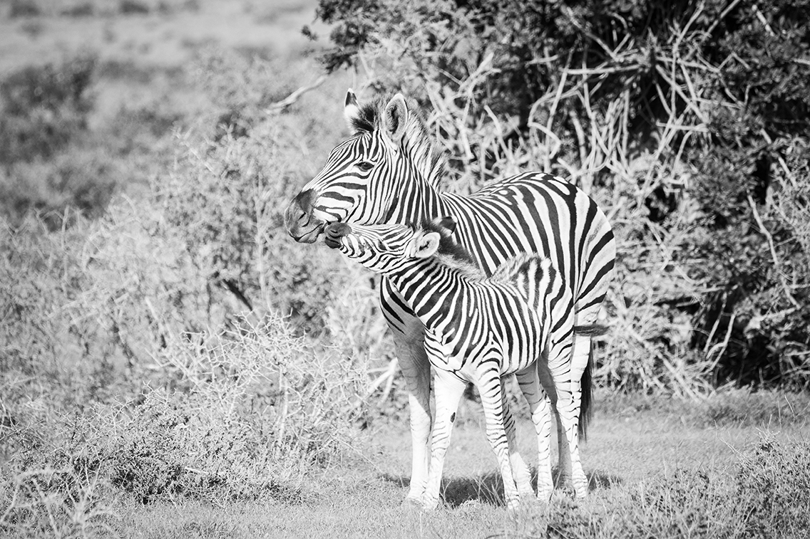 Wildlife20190328_0013.jpg