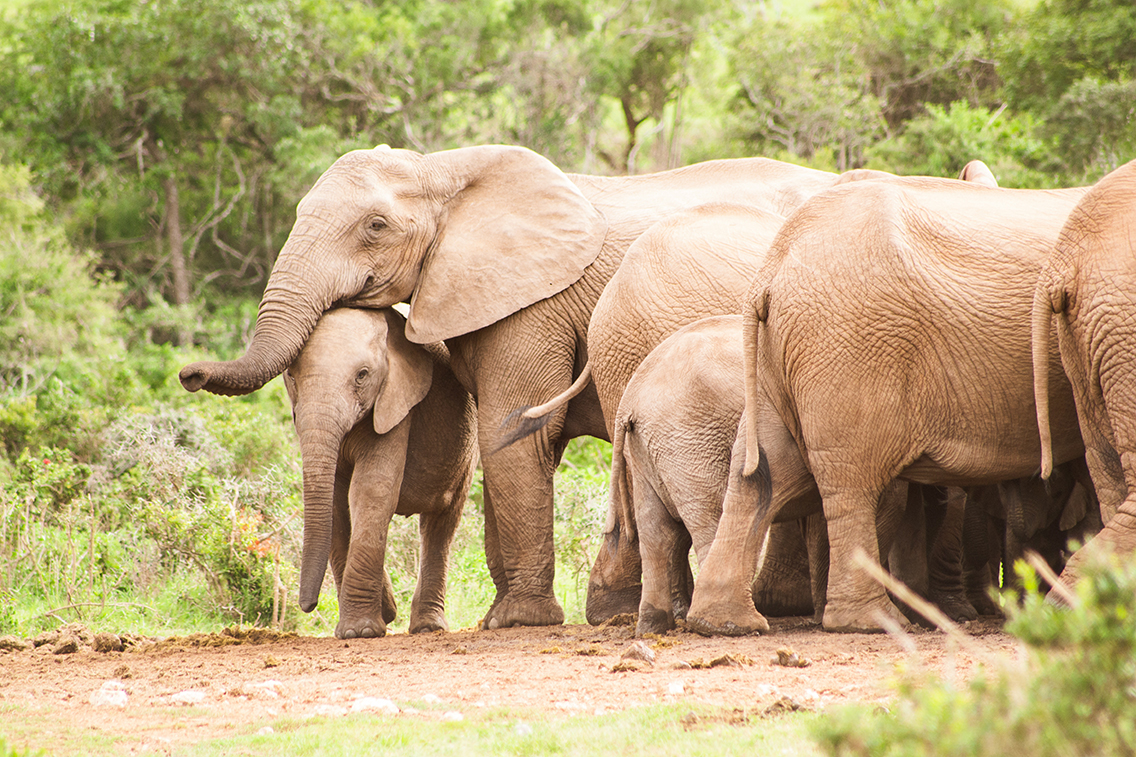 Wildlife20190328_0014.jpg