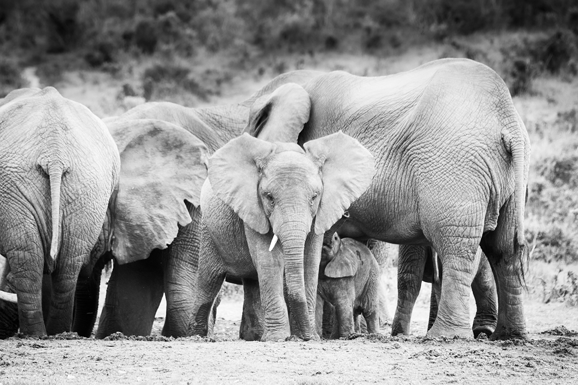 Wildlife20190328_0015.jpg