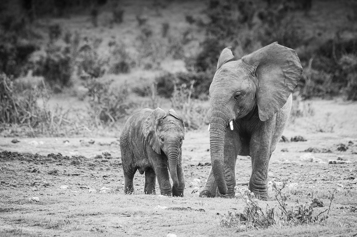 Wildlife20190328_0016.jpg