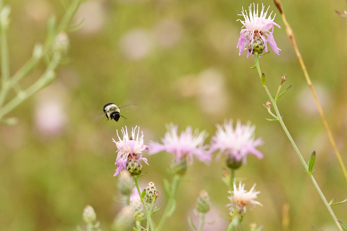 Wildlife20190721_0020.jpg