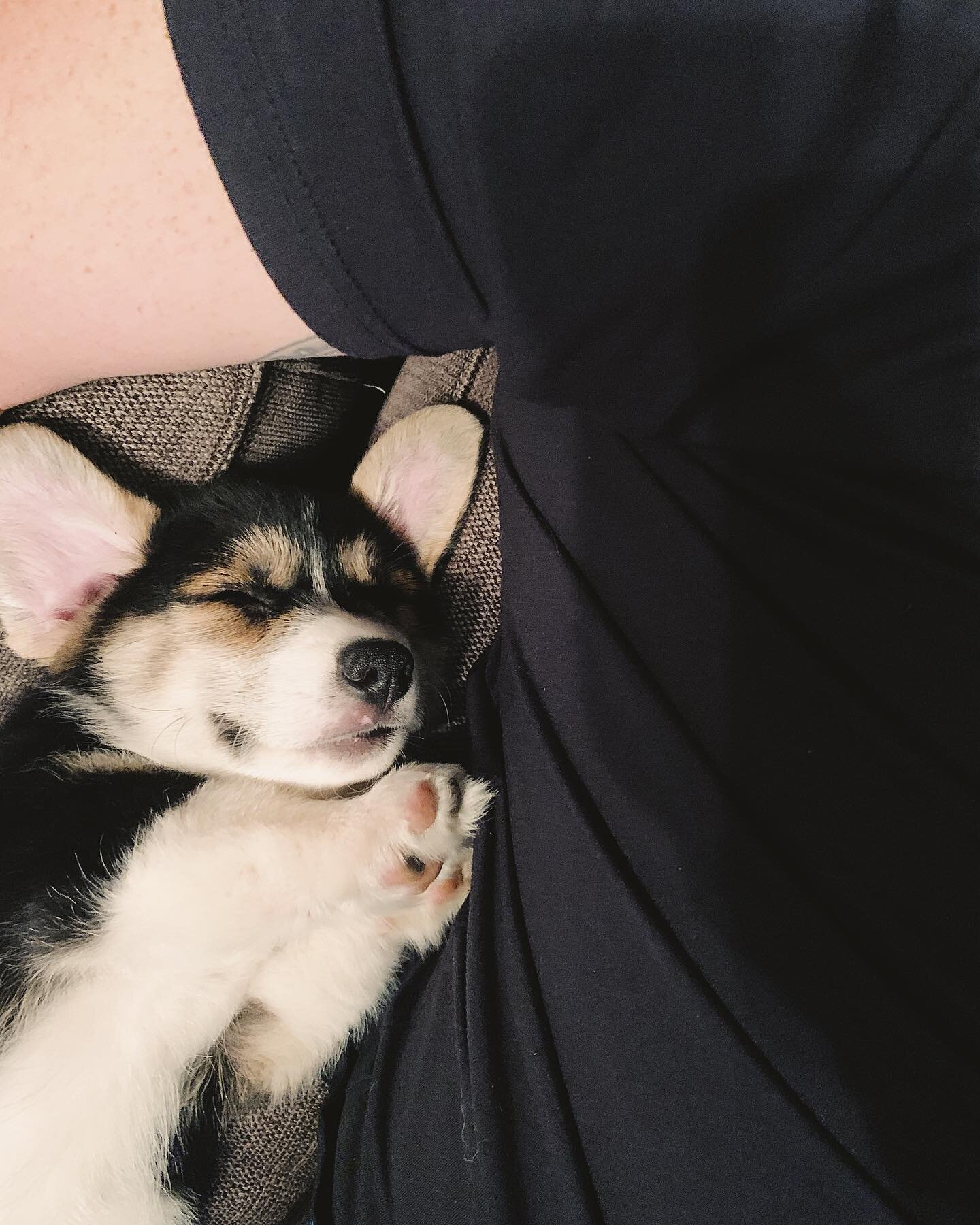 meet rodeo. born 8/8, loves to snuggle, loves to chew up the grass, tirelessly trying to befriend jack. mostly loves being cute. 🤠 huge thanks to Amy + Nick @rockinhcorgis for making this little nugget ours! welcome home roadie!