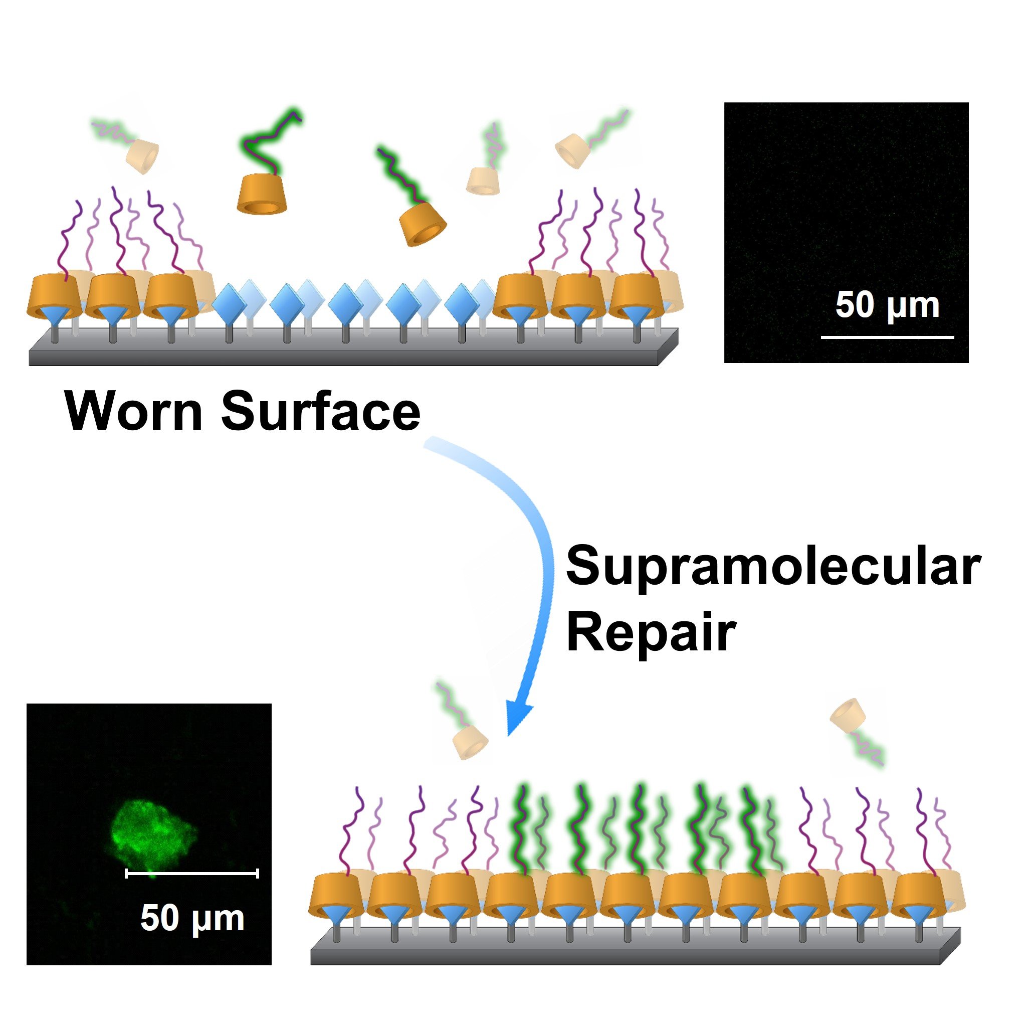 Supramolecular Repair of Low-Friction Surfaces