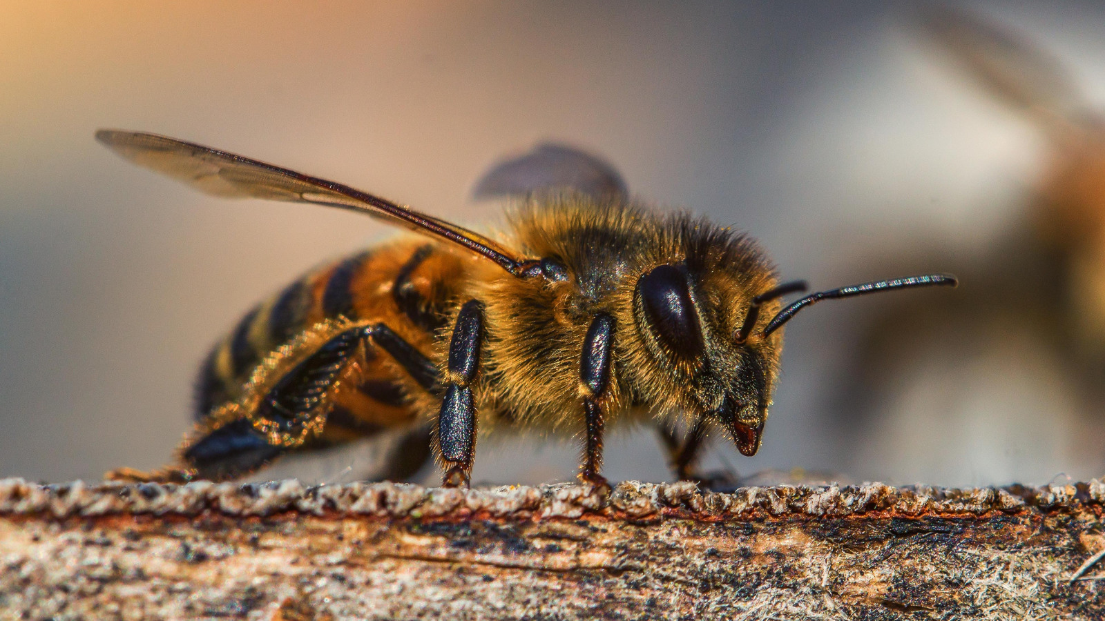 Honey and Crime!