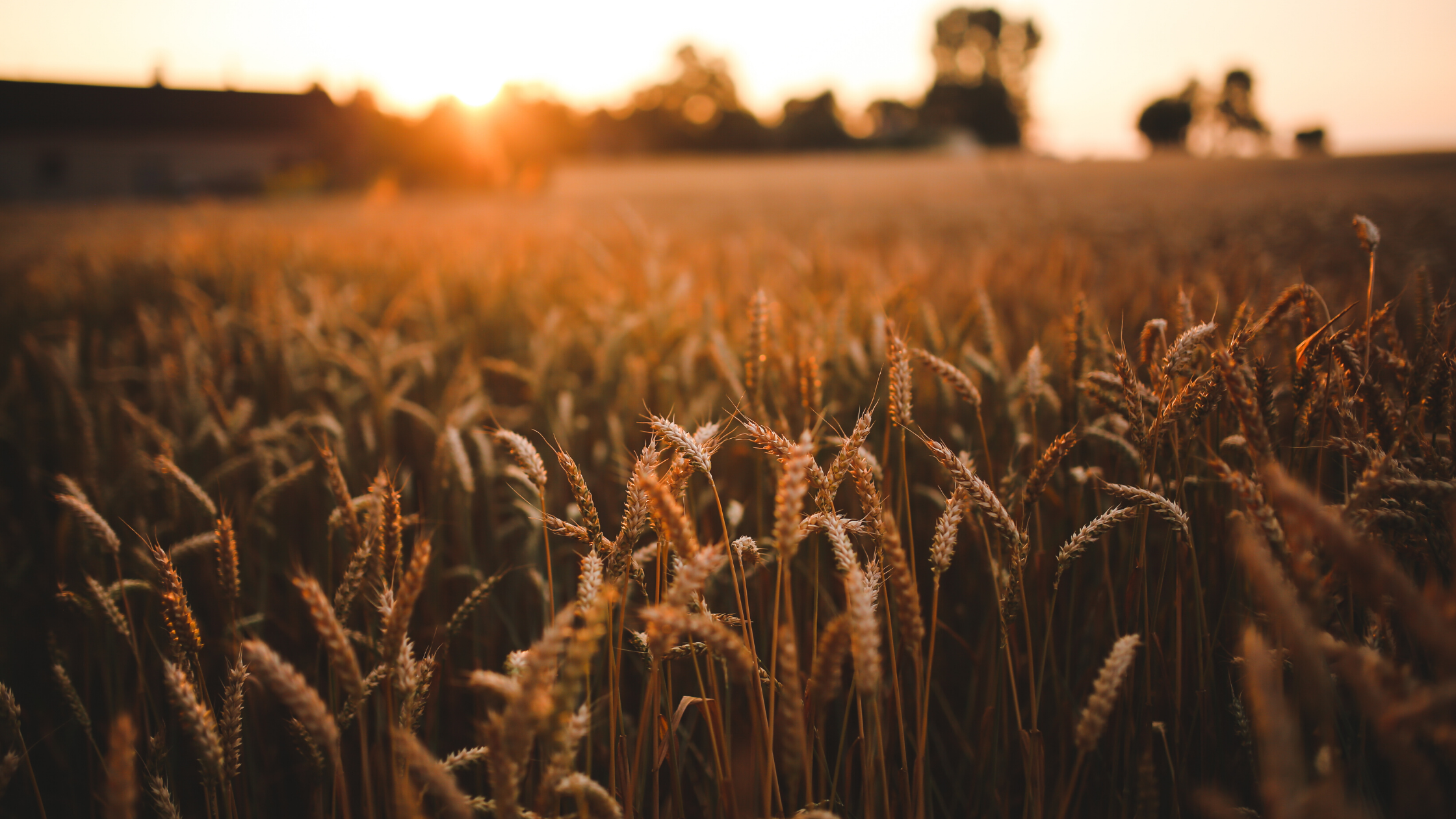 Wheat: Faster Isn’t Always Better
