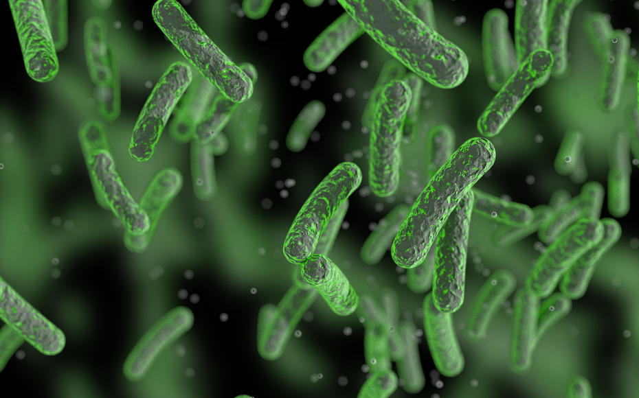 Bacteria: The Unsung Hero