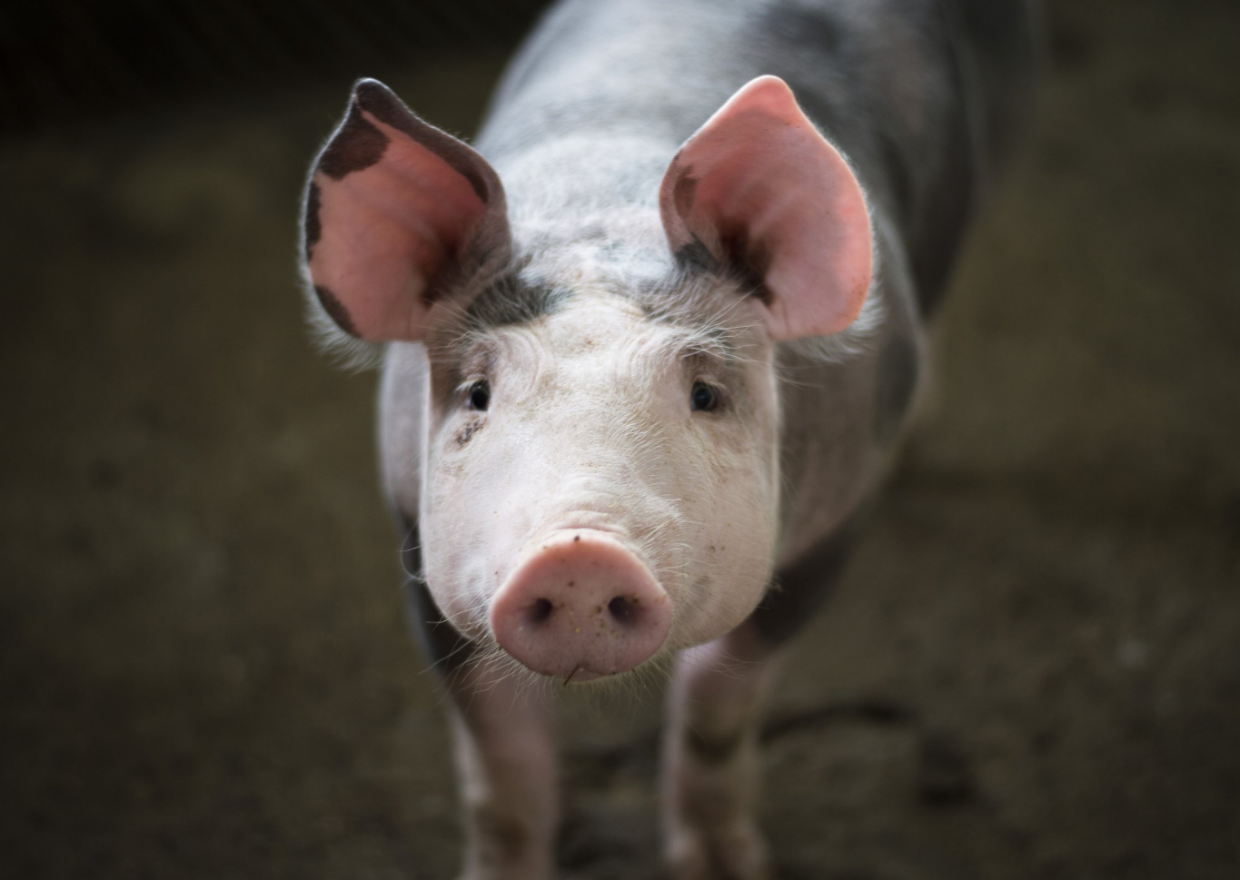 In the News: Taiwan and US pork imports