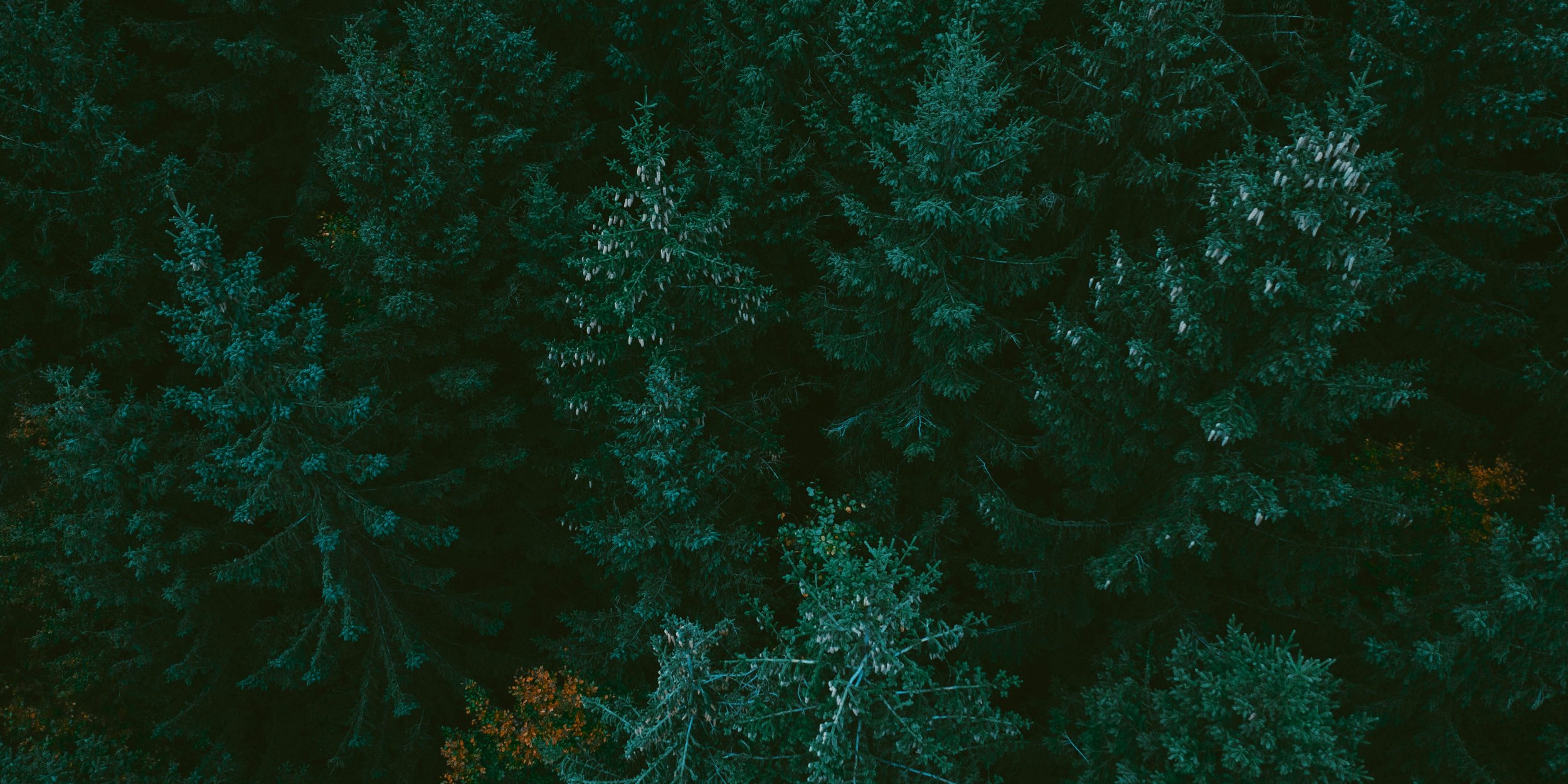 In the News: Pine Needles &amp; PFAS 