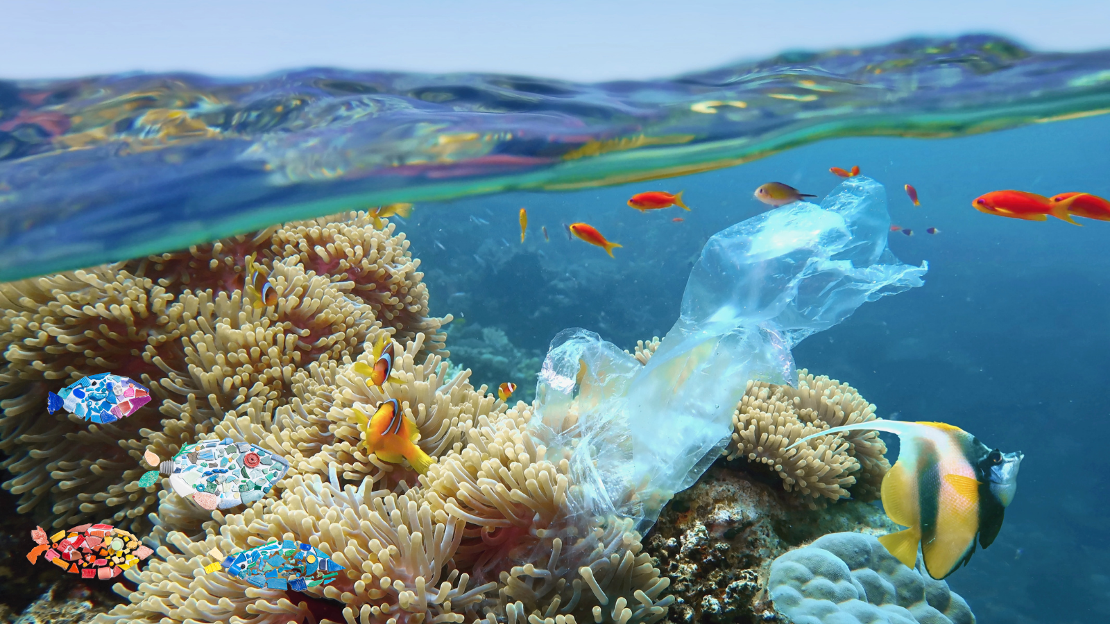 In the News: Microsplastics in Seafood